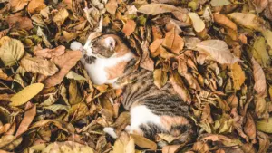 Gato atigrado camuflado entre hojas secas de otoño en el suelo.