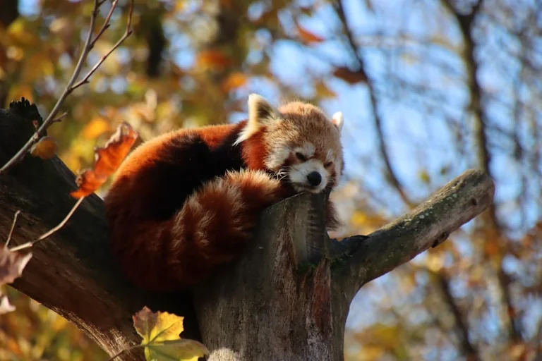 Cómo ajustar el sueño para rendir mejor en otoño