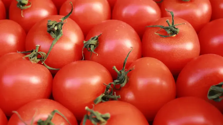 La Tomatina 2026: revisión final para entrar y volver