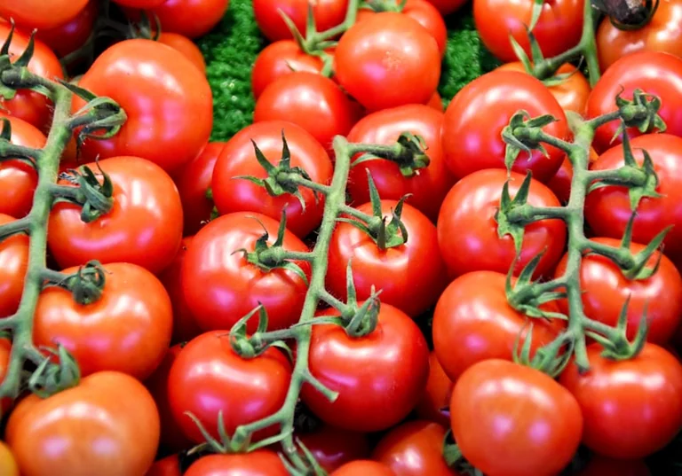 La Tomatina 2026: transporte, ropa y normas para el 26 de agosto