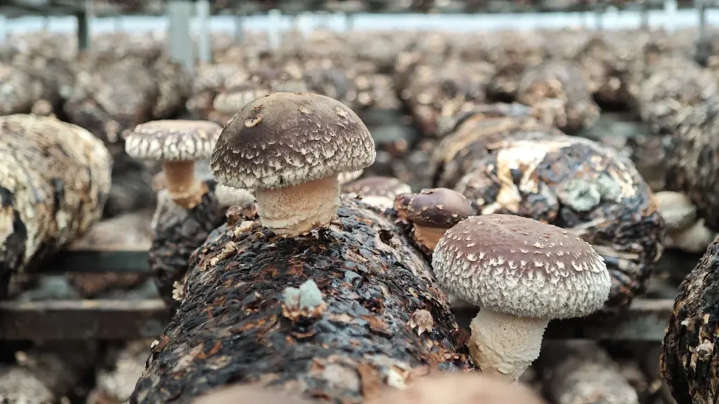 Cultivo de setas shiitake en troncos dentro de una instalación agrícola en Mos.