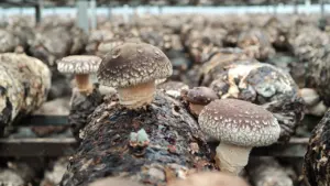 Mos abre las puertas de Aldea Alfacuca: aprende a cultivar shiitake
