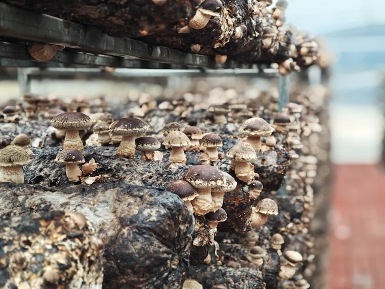 Mos abre las puertas de Aldea Alfacuca: aprende a cultivar shiitake