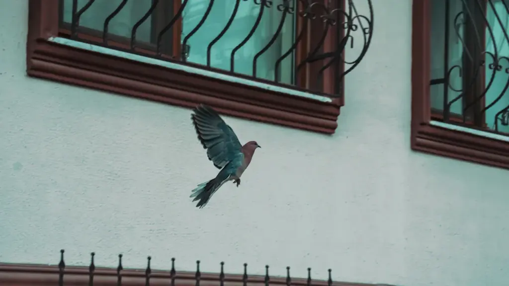 Una paloma volando frente a una ventana, simbolizando libertad y esperanza ante la adversidad.