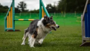 Un perro realiza un giro rápido durante una competición de agilidad canina en exteriores.