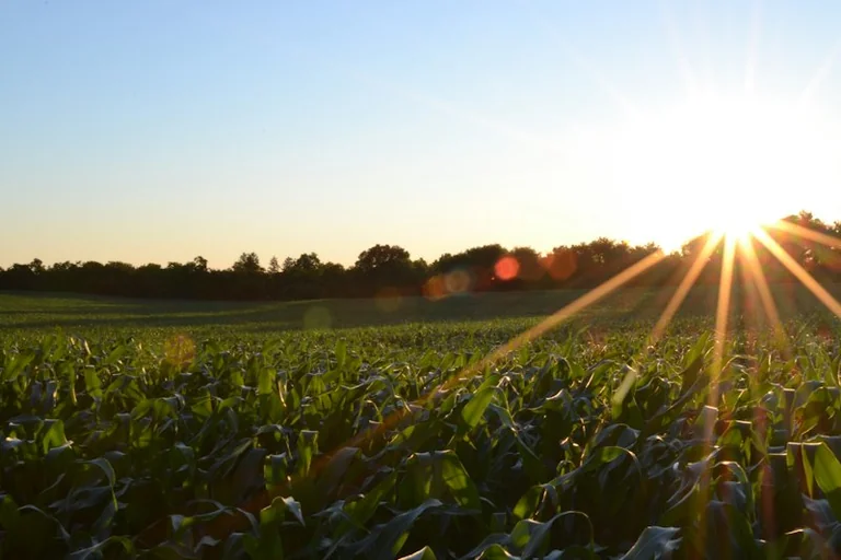 16 de octubre: del campo a la mesa en el Día Mundial de la Alimentación