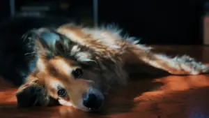 Siestas cortas: cuándo ayudan y cuándo afectan al sueño