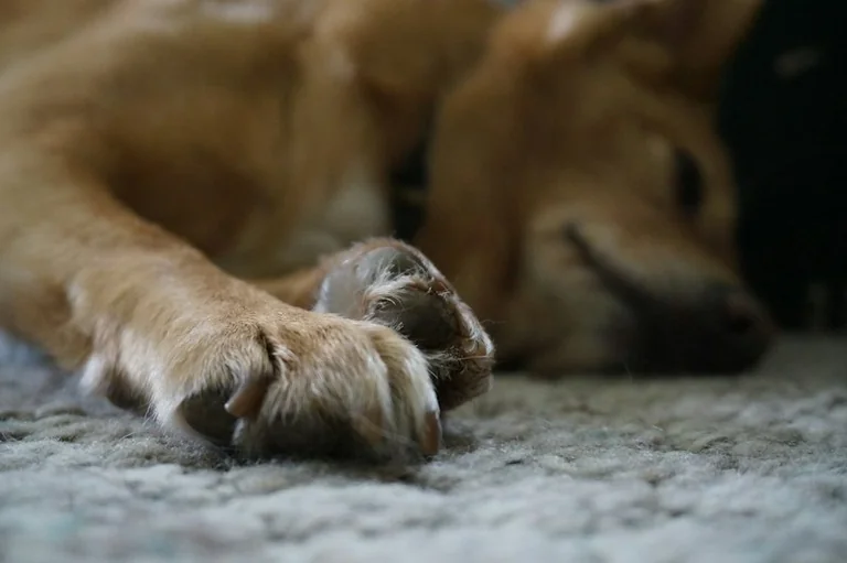 Soñar con perros: qué puede revelar la relación y la emoción